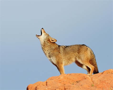Unlike wolf howls which are drawn out, lone coyote howls are punctuated with sharp drops, staccato, and stops. These sounds vary in pitch to give the impression that the pack is more extensive than it really is. These sounds can also be used to signal a regroup with the pack. Group Howls. Group howls, on the other hand, are noises …